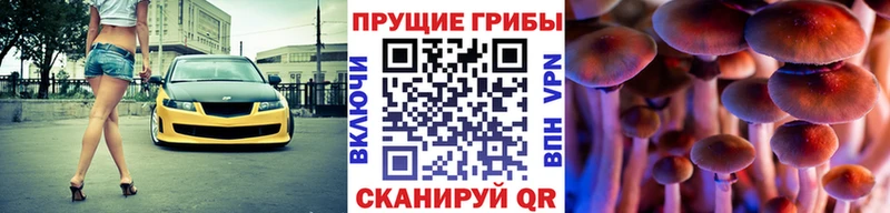 Псилоцибиновые грибы Cubensis где продают наркотики Весьегонск